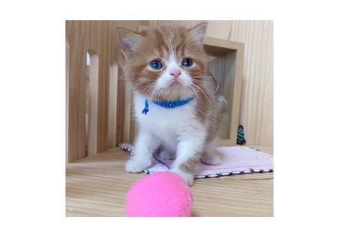 成約済の長野県のマンチカン-18451の4枚目