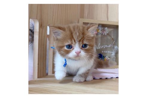 成約済の長野県のマンチカン-18451の3枚目