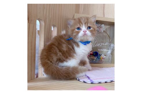 成約済の長野県のマンチカン-18451の2枚目