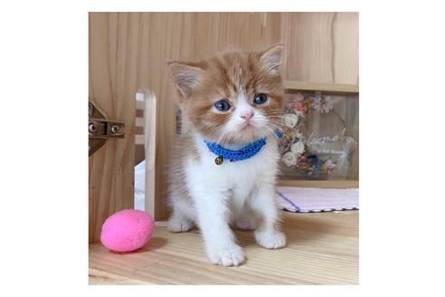 成約済の長野県のマンチカン-18451の1枚目