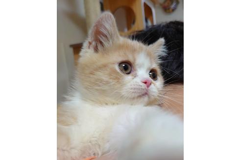 成約済の愛知県のエキゾチックショートヘア-18460の1枚目