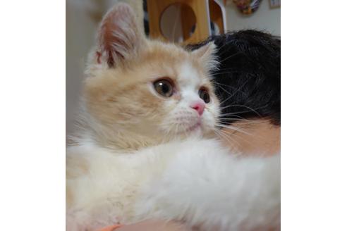 成約済の愛知県のエキゾチックショートヘア-18460の5枚目