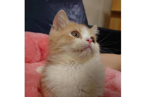 成約済の愛知県のエキゾチックショートヘア-18460の4枚目