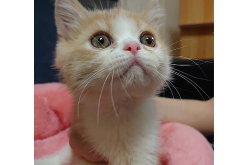 成約済の愛知県のエキゾチックショートヘア-18460の3枚目