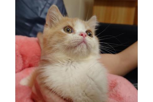 成約済の愛知県のエキゾチックショートヘア-18460の2枚目