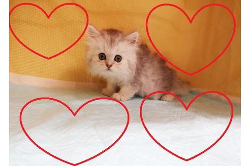 成約済の東京都のペルシャ-18504の1枚目