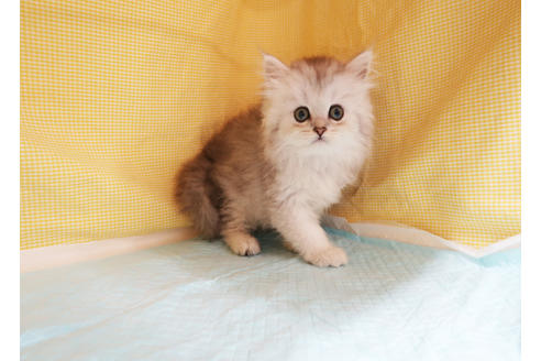 成約済の東京都のペルシャ-18504の2枚目