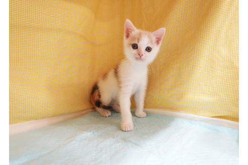 成約済の東京都のマンチカン-18505の2枚目