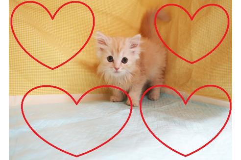 成約済の東京都のミヌエット-18507