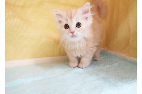 成約済の東京都のミヌエット-18507の2枚目