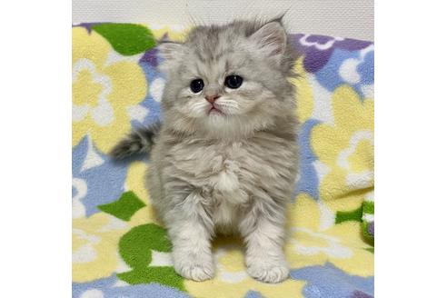 成約済の神奈川県のペルシャ(チンチラ)-18112の3枚目