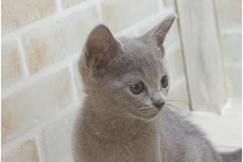 神奈川県のロシアンブルー 男の子 21 08 16生まれ 可愛らしいお顔 子猫id 子猫ブリーダーナビ 神奈川県のロシアンブルー 男の子 21 08 16生まれ 可愛らしいお顔 子猫id 子猫ブリーダーナビ