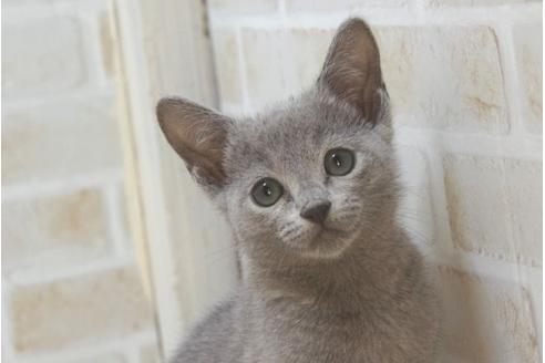 神奈川県のロシアンブルー 男の子 21 08 16生まれ 可愛らしいお顔 子猫id 子猫ブリーダーナビ