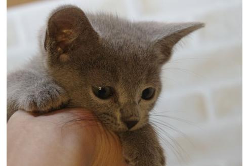 神奈川県のロシアンブルー 男の子 21 08 16生まれ 可愛らしいお顔 子猫id 子猫ブリーダーナビ