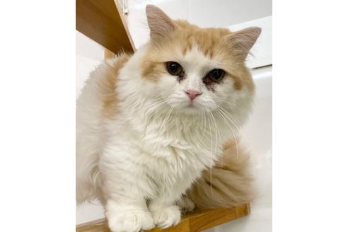 アトムくん1枚目