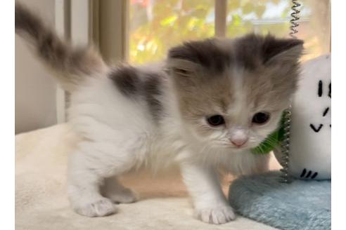 成約済の山梨県のスコティッシュフォールド-18569