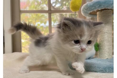 成約済の山梨県のスコティッシュフォールド-18569の4枚目