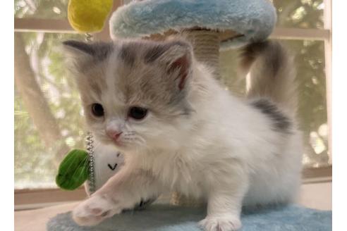 成約済の山梨県のスコティッシュフォールド-18569の3枚目