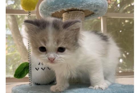 成約済の山梨県のスコティッシュフォールド-18569の2枚目