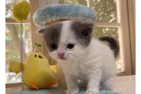 成約済の山梨県のスコティッシュフォールド-18572の1枚目
