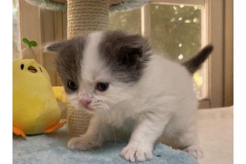 成約済の山梨県のスコティッシュフォールド-18572の5枚目
