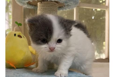 成約済の山梨県のスコティッシュフォールド-18572の3枚目