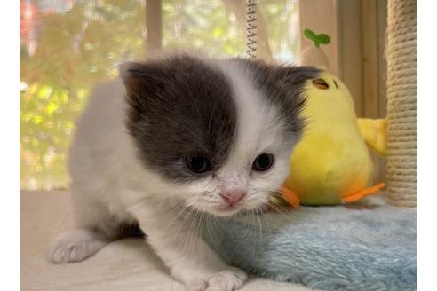 成約済の山梨県のスコティッシュフォールド-18572の2枚目