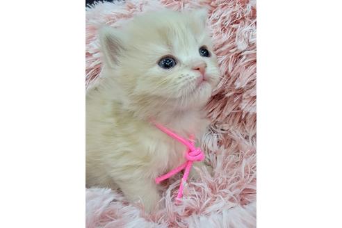 成約済の埼玉県のサイベリアン-18593の3枚目