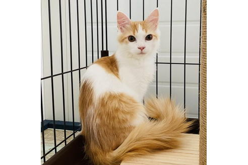 成約済の石川県のサイベリアン-18589の3枚目