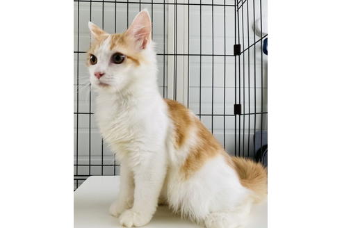 成約済の石川県のサイベリアン-18589の2枚目