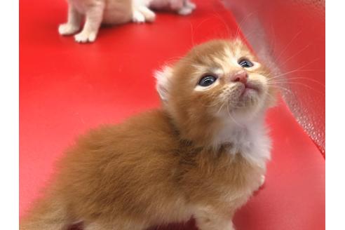 成約済の東京都のその他の猫種-18601の20枚目