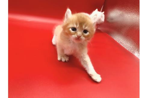 成約済の東京都のその他の猫種-18601の19枚目