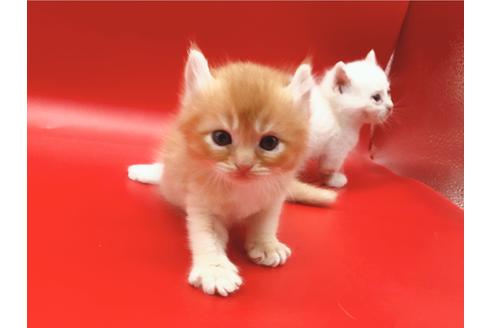 成約済の東京都のその他の猫種-18601の17枚目