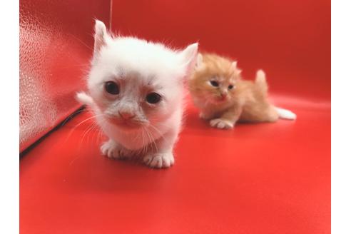 成約済の東京都のその他の猫種-18601の14枚目