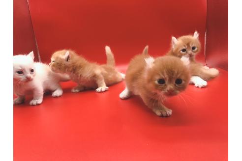 成約済の東京都のその他の猫種-18601の12枚目