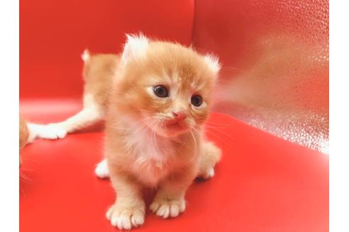 成約済の東京都のその他の猫種-18601の7枚目