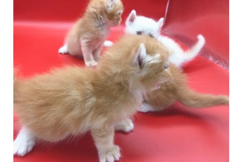 成約済の東京都のその他の猫種-18601の11枚目