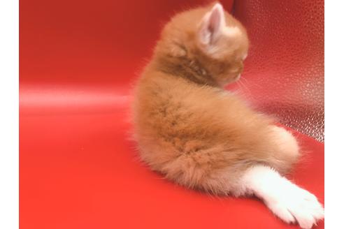 成約済の東京都のその他の猫種-18601の9枚目