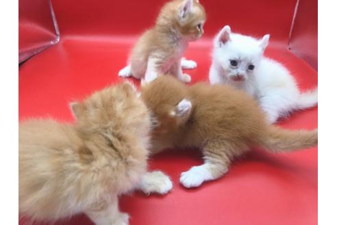 成約済の東京都のその他の猫種-18601の8枚目