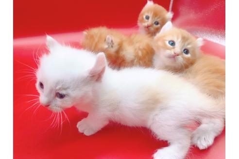 成約済の東京都のその他の猫種-18601の6枚目