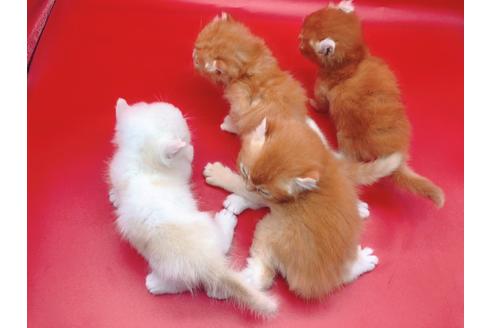 成約済の東京都のその他の猫種-18601の4枚目