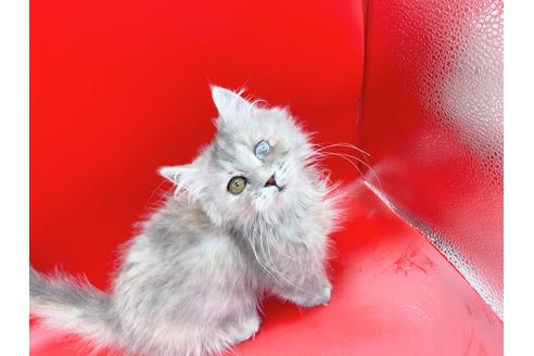 成約済の東京都のその他の猫種-18604の10枚目