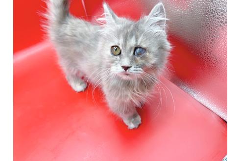 女の子のその他の猫種の子猫を探す 26ページ目 子猫ブリーダーナビ