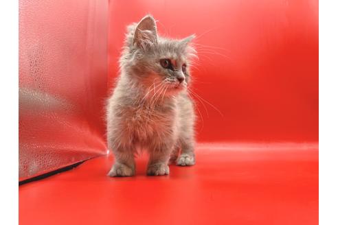 成約済の東京都のその他の猫種-18604の2枚目