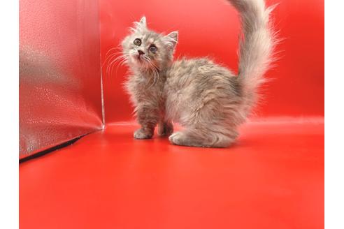 成約済の東京都のその他の猫種-18604の3枚目