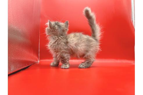 成約済の東京都のその他の猫種-18604の6枚目