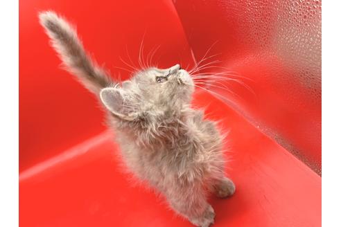 成約済の東京都のその他の猫種-18604の7枚目