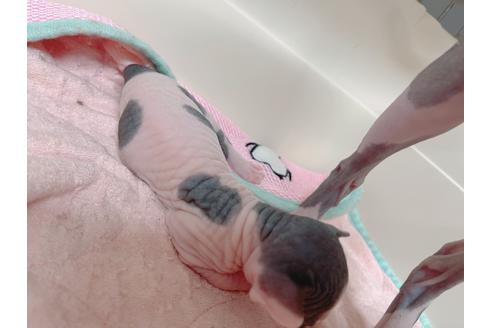 成約済の東京都のスフィンクス-18603の14枚目