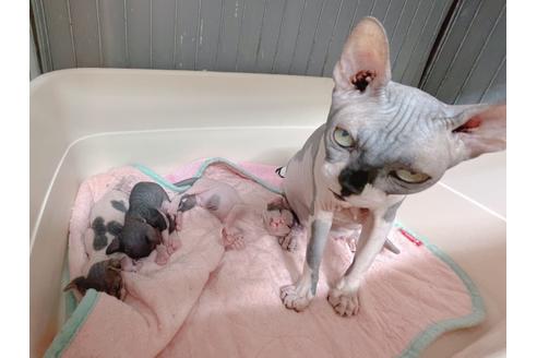 成約済の東京都のスフィンクス-18603の15枚目