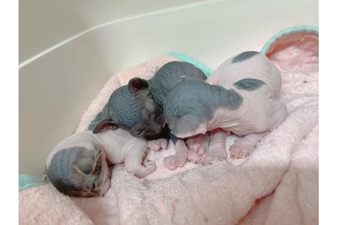 成約済の東京都のスフィンクス-18603の8枚目